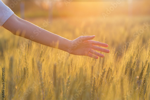 Woman hand touching barley at sunset time