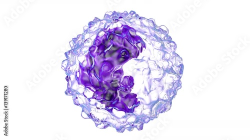 Animated Monocyte type Leukocyte cell on a white background   	.