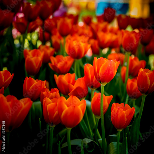 Beautiful Red tulip