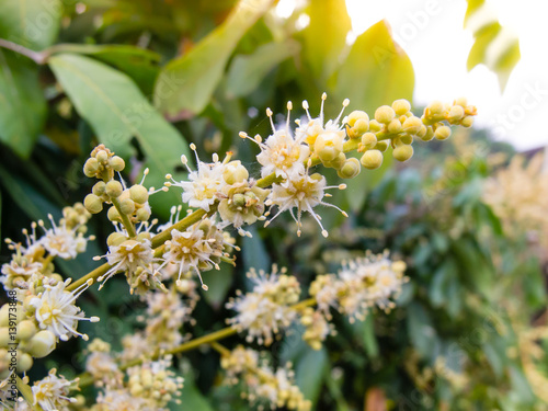 flowers of longan ,Longan Tropical fruit sweet