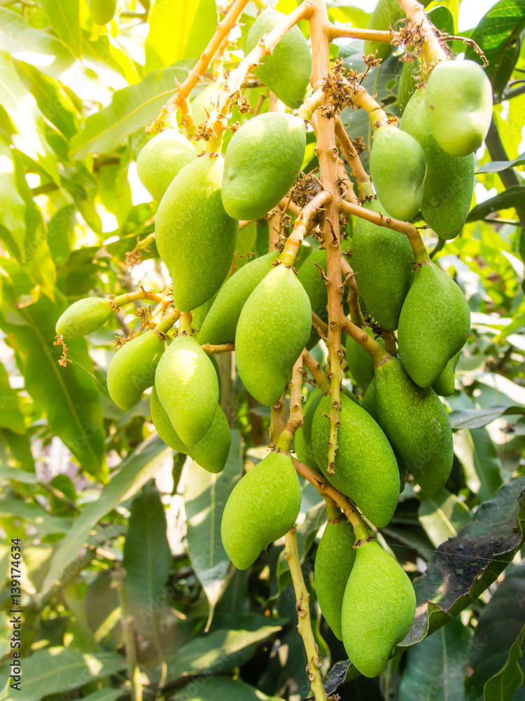 Groups of Hanging Green Mangoes Groups of Hanging Green Mangoes