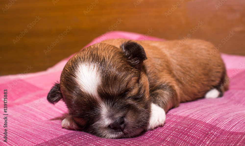 Closeup of small Chihuahua puppies sleeping on a pink carpet. Closeup of small Chihuahua puppies sleeping on a pink carpet.
