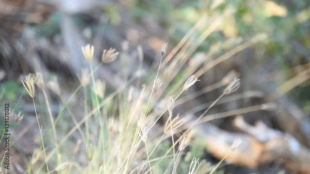 Green grass in nature and the wind moving the grass around. Green grass in nature and the wind moving the grass around.