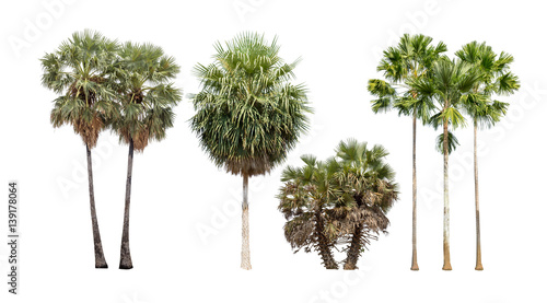 Collection of isolated palm tree on white background © kpboonjit