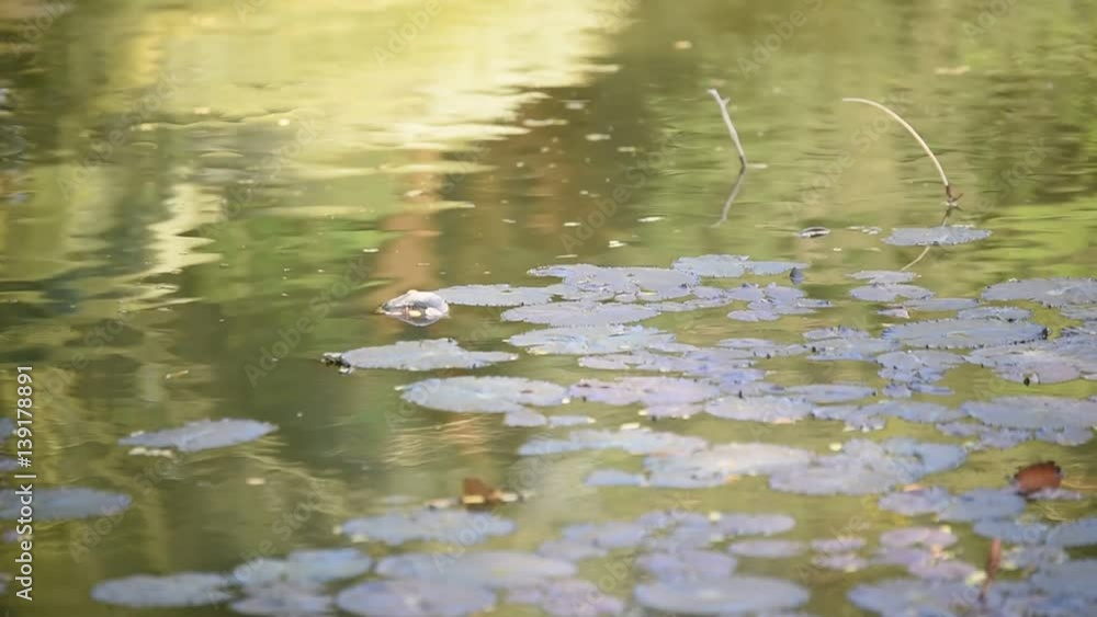 Water Lily Flower,Lotus in river Water Lily Flower,Lotus in river