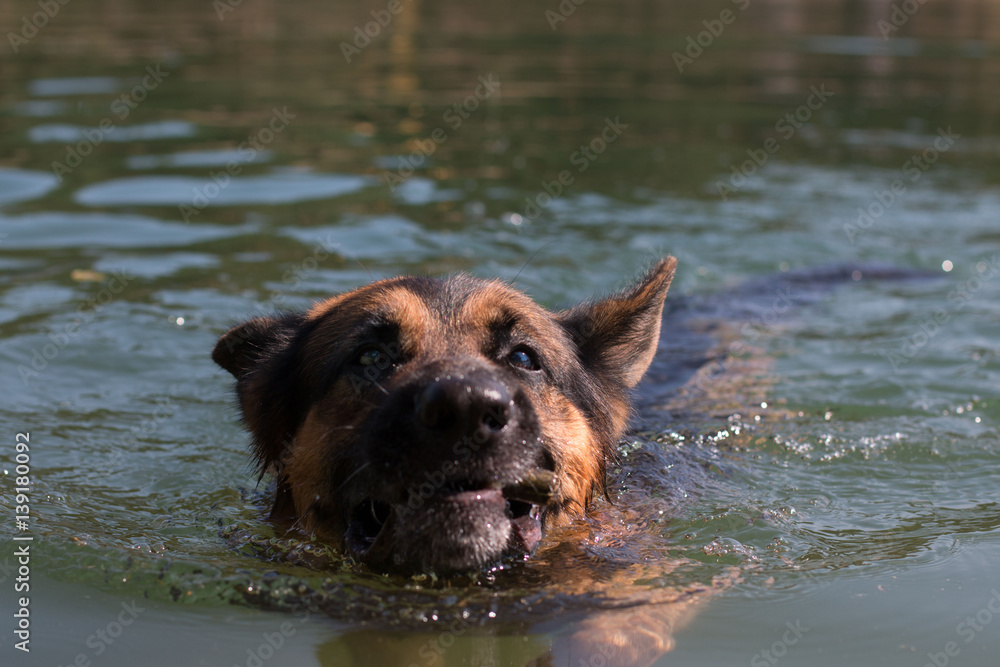 German shepherd swims in the water in summer day German shepherd swims in the water in summer day