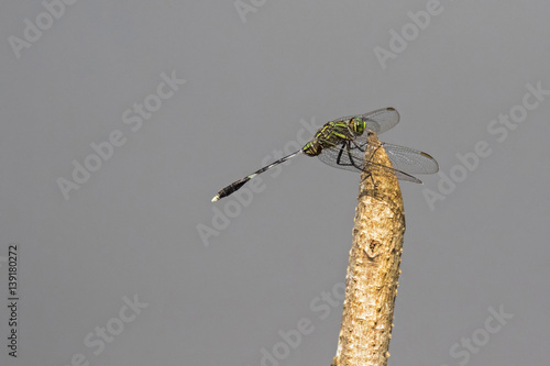 Slender skimmer, Green marsh hawk dragonfly in green yellow perching on stub with grey background, Thailand Asia (Orthetrum sabina) photo