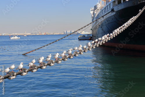 カモメ　海背景 photo