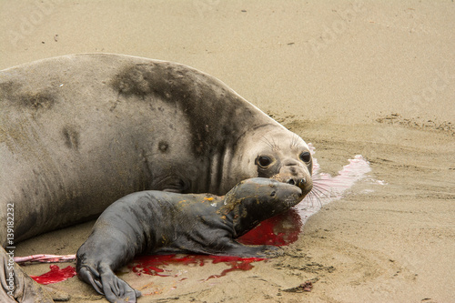 Obraz na plátně Female elephant seal greats her new born pup at Piedras Blancas rookery, Near Sa
