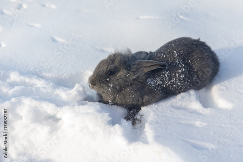 rabbit on snow