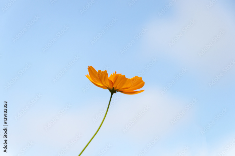 Obraz premium Yellow Cosmos flower and blue sky with copy space, subject is blurred