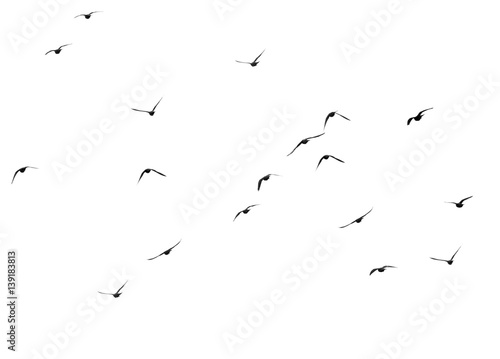 flock of pigeons on a white background