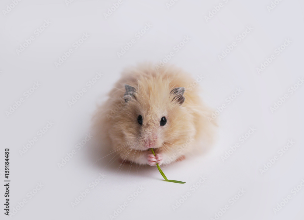 Fluffy hamster eating grass. Hamster isolated on a white background. Fluffy hamster eating grass. Hamster isolated on a white background.