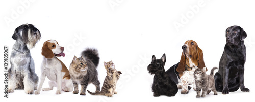 Photography group of dog  kitten  and standing on hind legs, kitten looking up