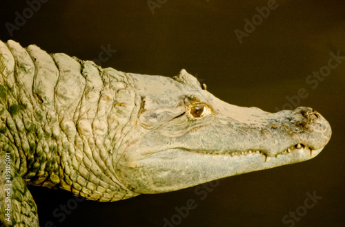 Alligator in Venezuela