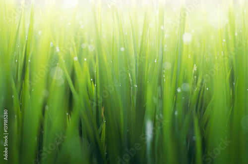 green grass with dew drops