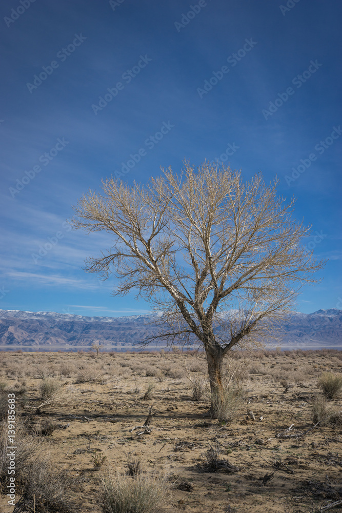 Single Desert Tree