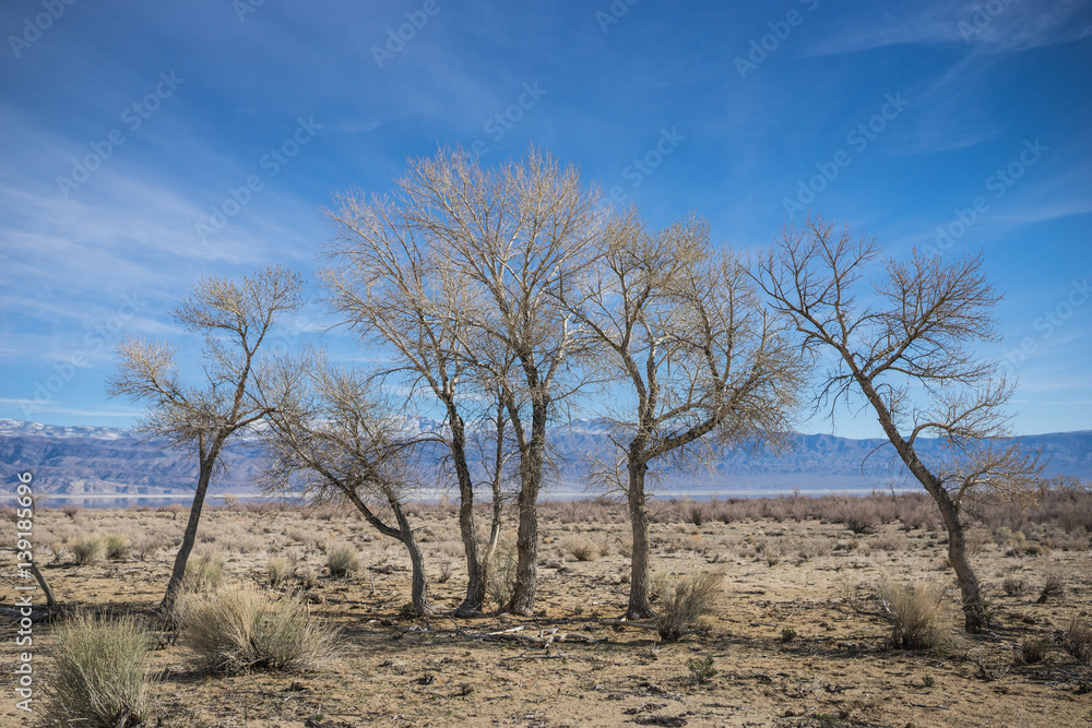 Line of Desert Trees Line of Desert Trees