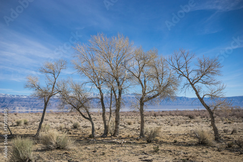Line of Desert Trees