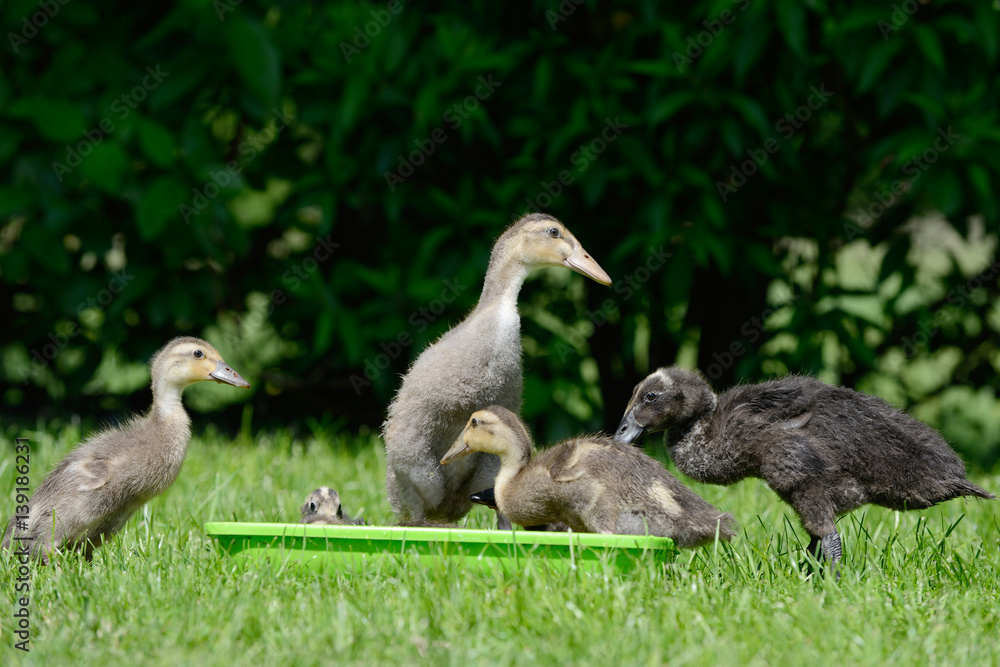 Domesticated ducks on Water bowl on meadow Domesticated ducks on Water bowl on meadow