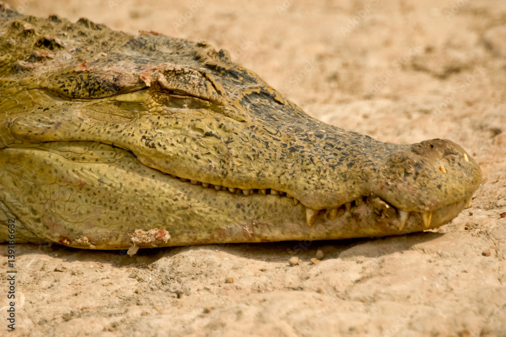 Obraz premium Alligator in Venezuela