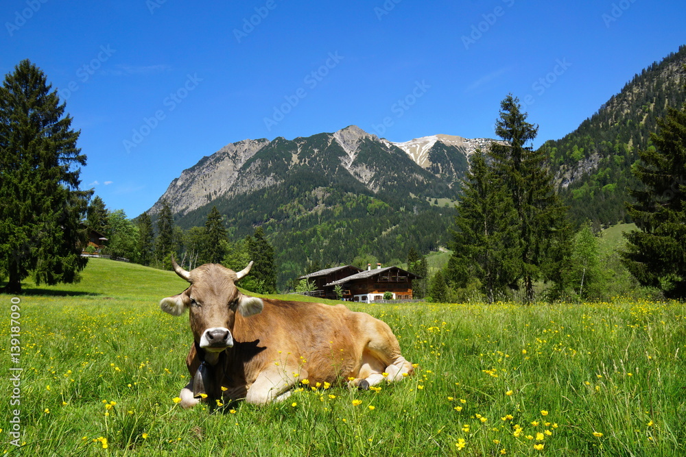 Kuh auf Alpe vor Hütte in den Bergen