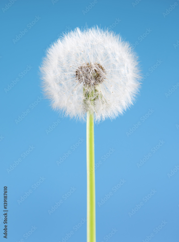 Dandelion flower on blue background. One object isolated. Spring concept.