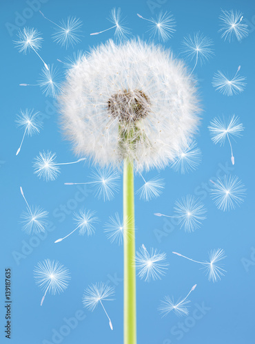 Dandelion flower with flying seeds on blue background. One object isolated. Spring concept.