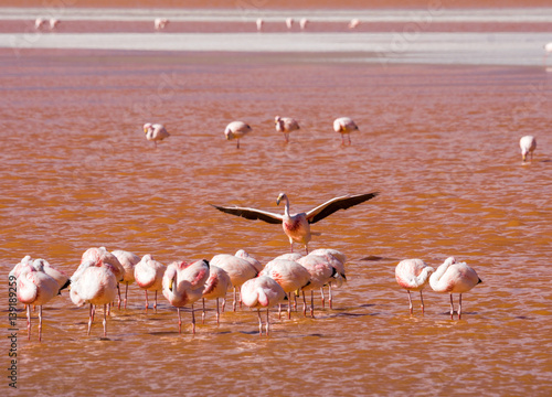 drei Flamingos über dem faszinierend roten Wasser der Laguna Colorada im Reserva Nacional de Fauna Andina Eduardo Avaroa photo