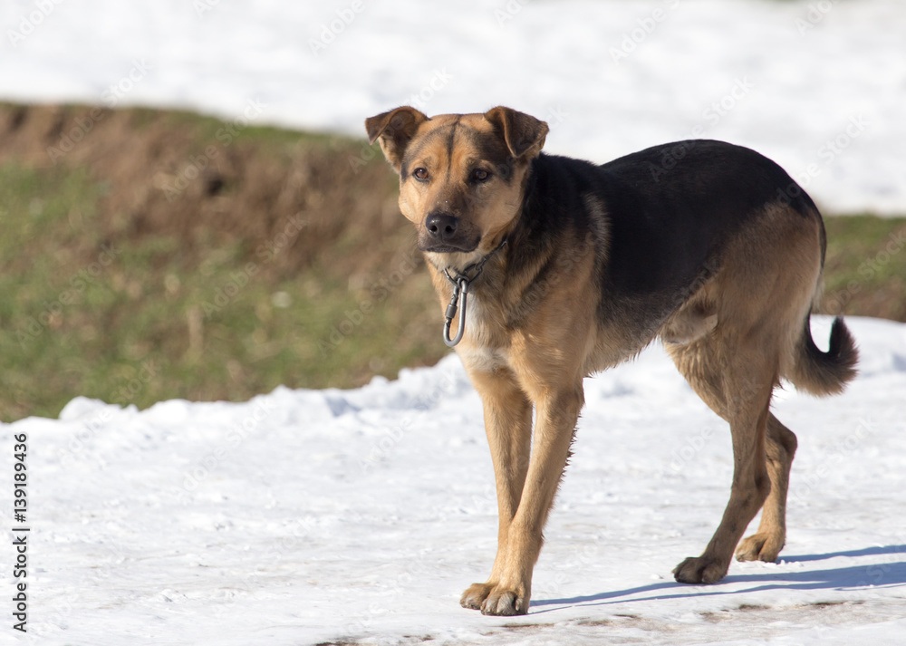 dog on nature in winter