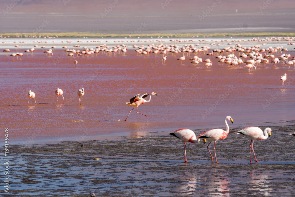 Flamingos in der roten Laguna Colorada, Reserva Nacional de Fauna Andina Eduardo Avaroa