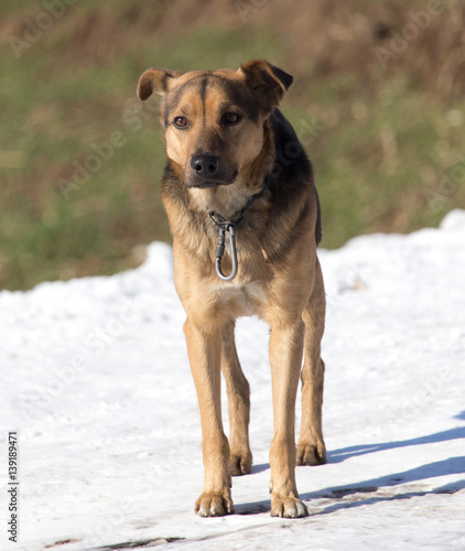 dog on nature in winter © schankz
