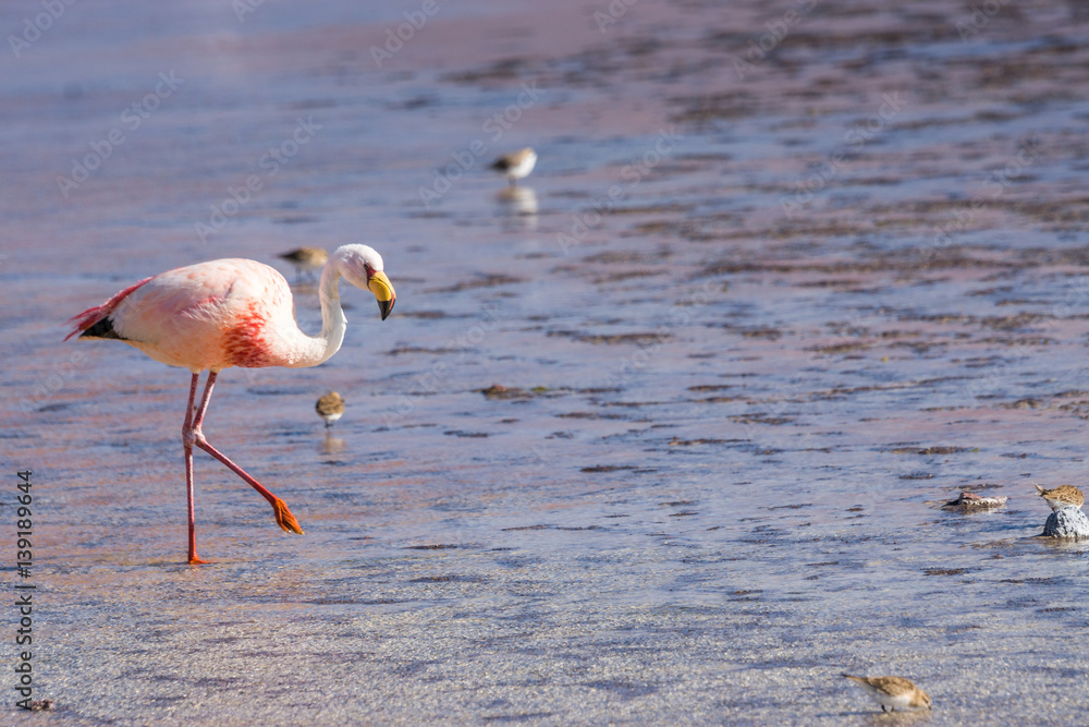 Flamingo in der Laguna Colorada, Bolivien