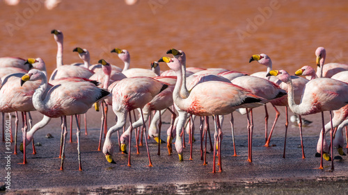 Flamingo-Gruppe in der Laguna Colorada, Bolivien © schame87