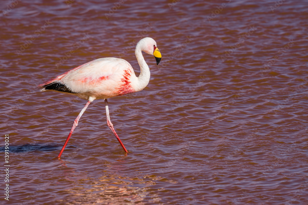 Flamingo in der Laguna Colorada, Bolivien
