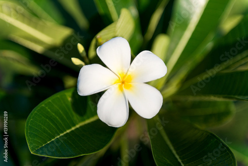 Plumeria Vintage Tone