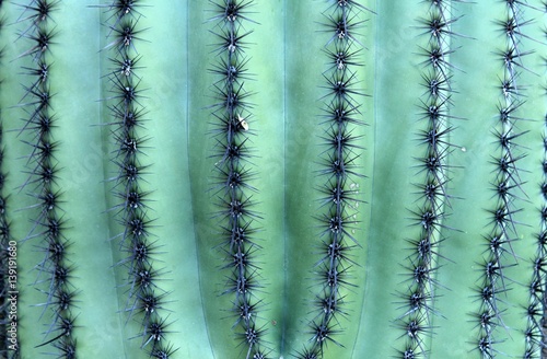 A close look at the textures and patterns of spikes and spines on an Arizona saguaro cactus. 