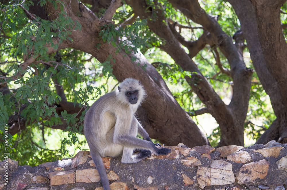Obraz premium Animal a monkey in India South flat Langur 