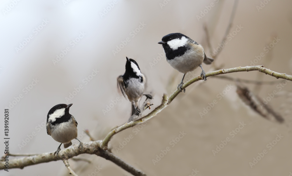 Two coal Tits are watching the process of the flight of the third Two coal Tits are watching the process of the flight of the third
