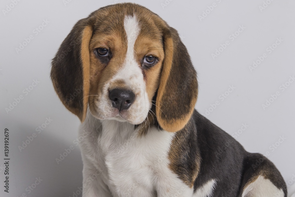 Cachorro de perrito Beagle