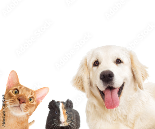 dog and cat and cavy looking