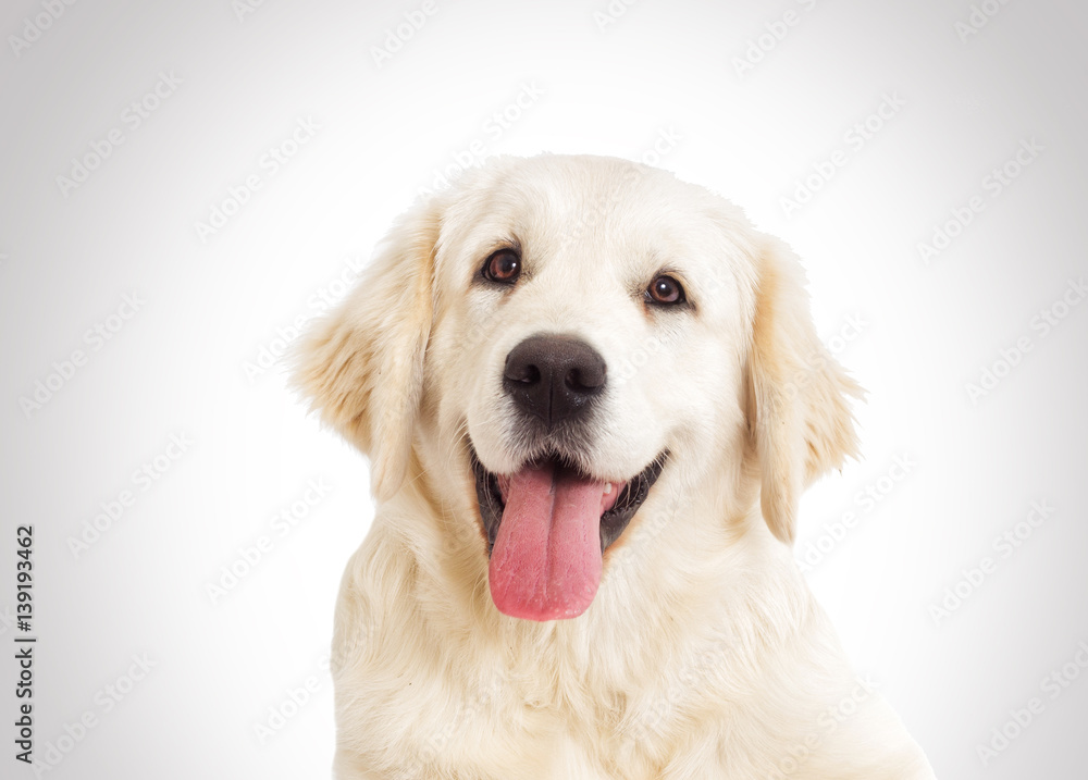 dog portrait on a gray background, a golden retriever