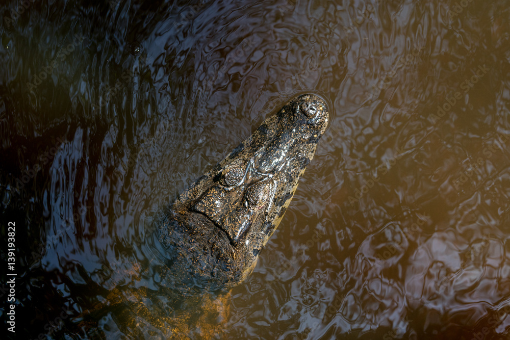 Naklejka premium Kajman czarny w boliwijskiej Pampas de Yacuma