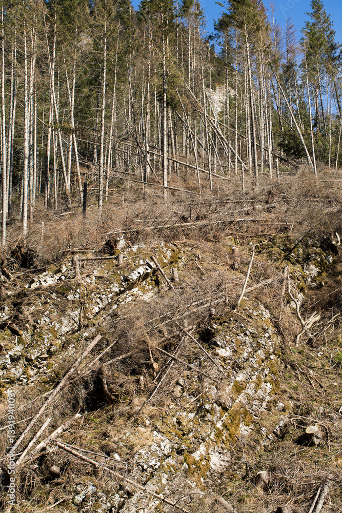 Forest being cut down turning into a dry lifeless field Forest being cut down turning into a dry lifeless field