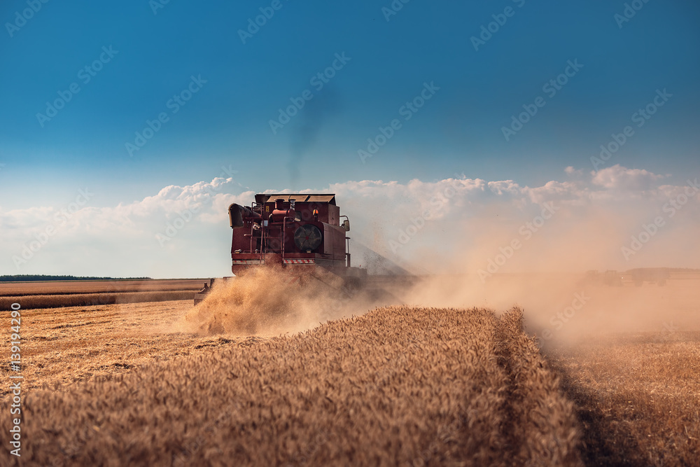 Fototapeta premium Combine harvester agriculture machine harvesting golden ripe wheat field