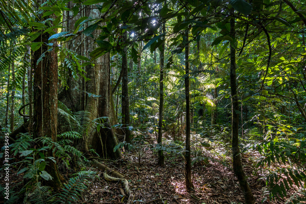 Mystischer Amazonas-Regenwald Mystischer Amazonas-Regenwald