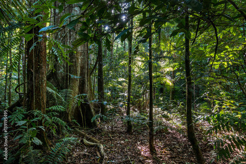 Mystischer Amazonas-Regenwald