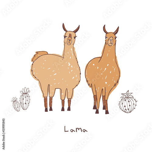 lama couple hand drawn doodle vector illustration.