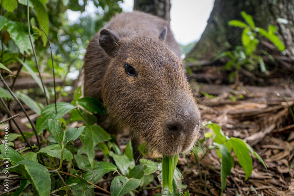 Capibara im Bolivianischen Amazonas-Regenwald Capibara im Bolivianischen Amazonas-Regenwald