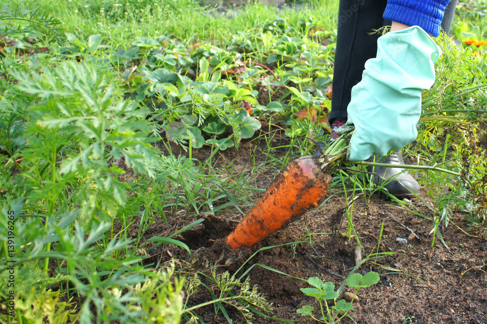 Fototapeta premium Female hands in gloves pulls a large carrot. The theme of gardening